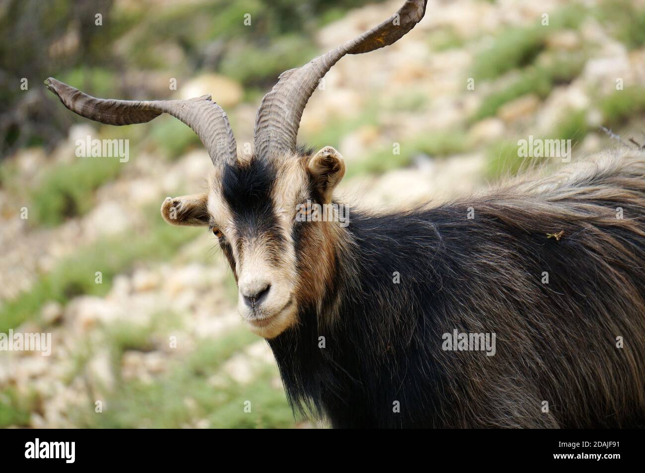 Portrait d'une chèvre noire à cornes sur fond naturel. Banque D'Images