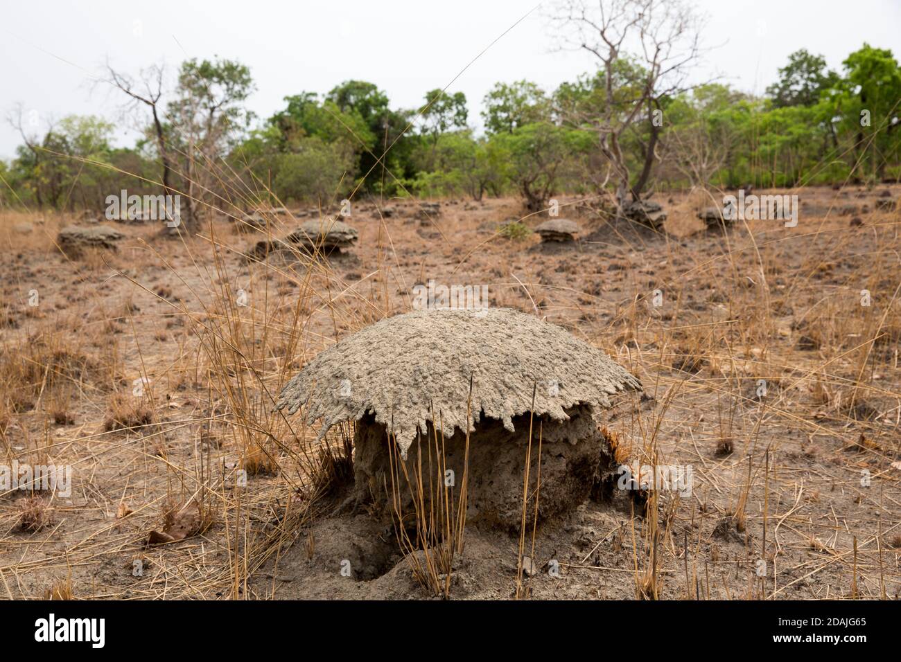 Région de Selingue, Mali, 27 avril 2015; un champ agricole avec de nombreux termitières. Banque D'Images