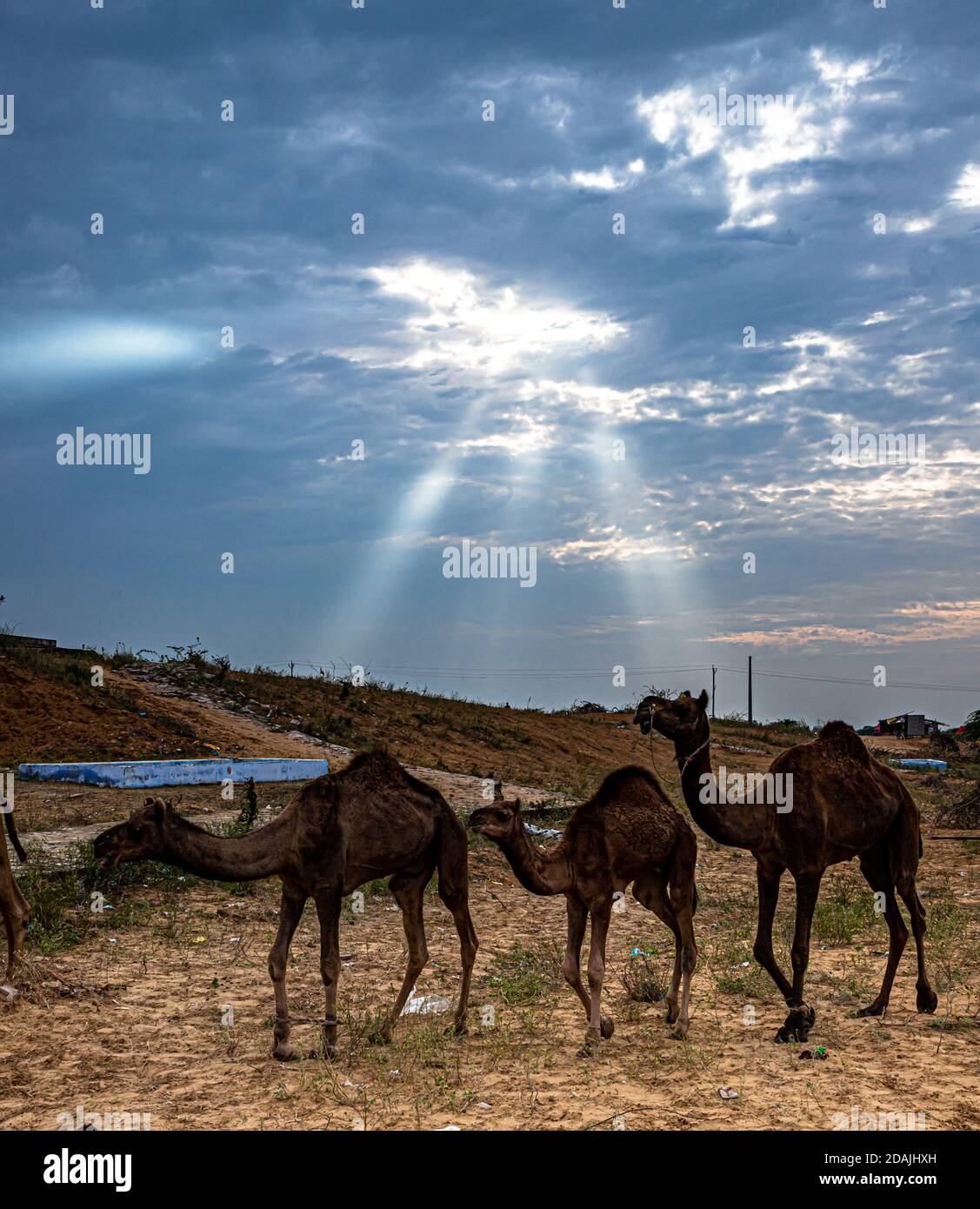 trois chameaux au festival de chameau de pushkar et ciel bleu dramatique avec des rayons en arrière-plan. Banque D'Images