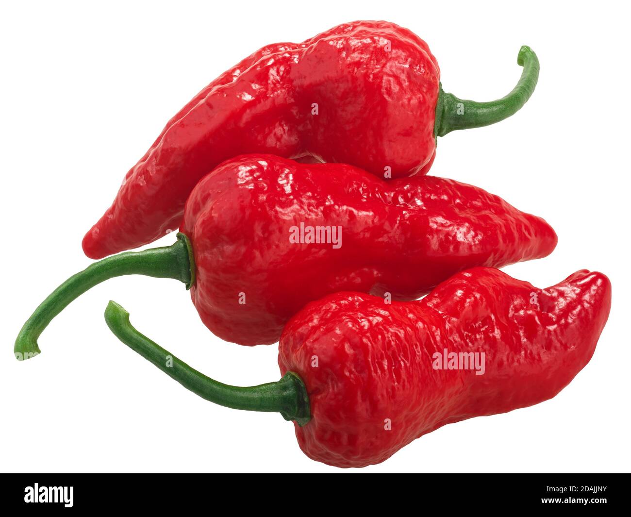 Bhut Jolokia piments fantômes (Capsicum frutescens x Capsicum chinense hybride), isolés Banque D'Images
