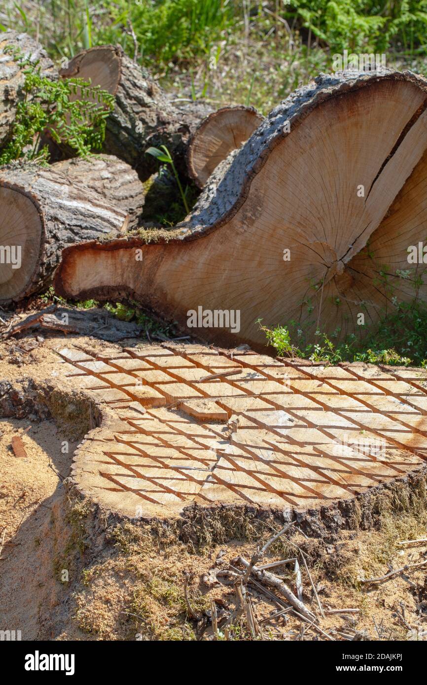 Tronc de chêne décortifié.(Quercus robur). À l'aide d'une tronçonneuse. Deliberatel fait des hachures de scie sur la surface de base pour présenter une plus grande surface sont Banque D'Images