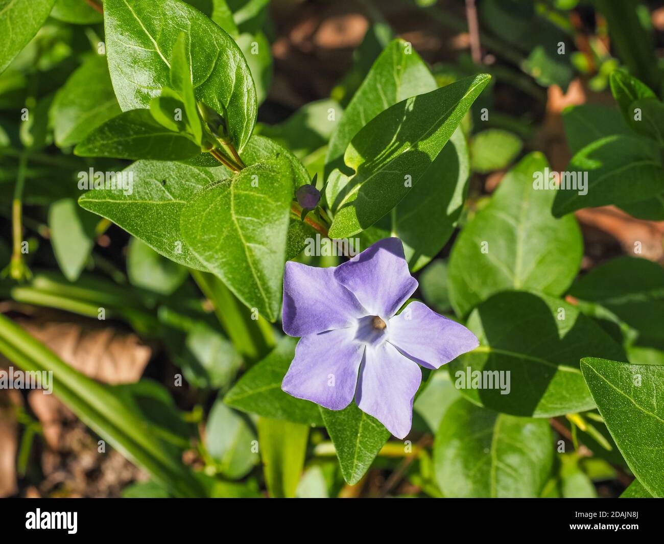 Vinca fleur violette majeure. Fleur bifeuille ou periwinkle bleue, feuilles  brillantes. Plante rampante périWinkle plus grande ou plus grande de la  famille des Apocynacées Photo Stock - Alamy