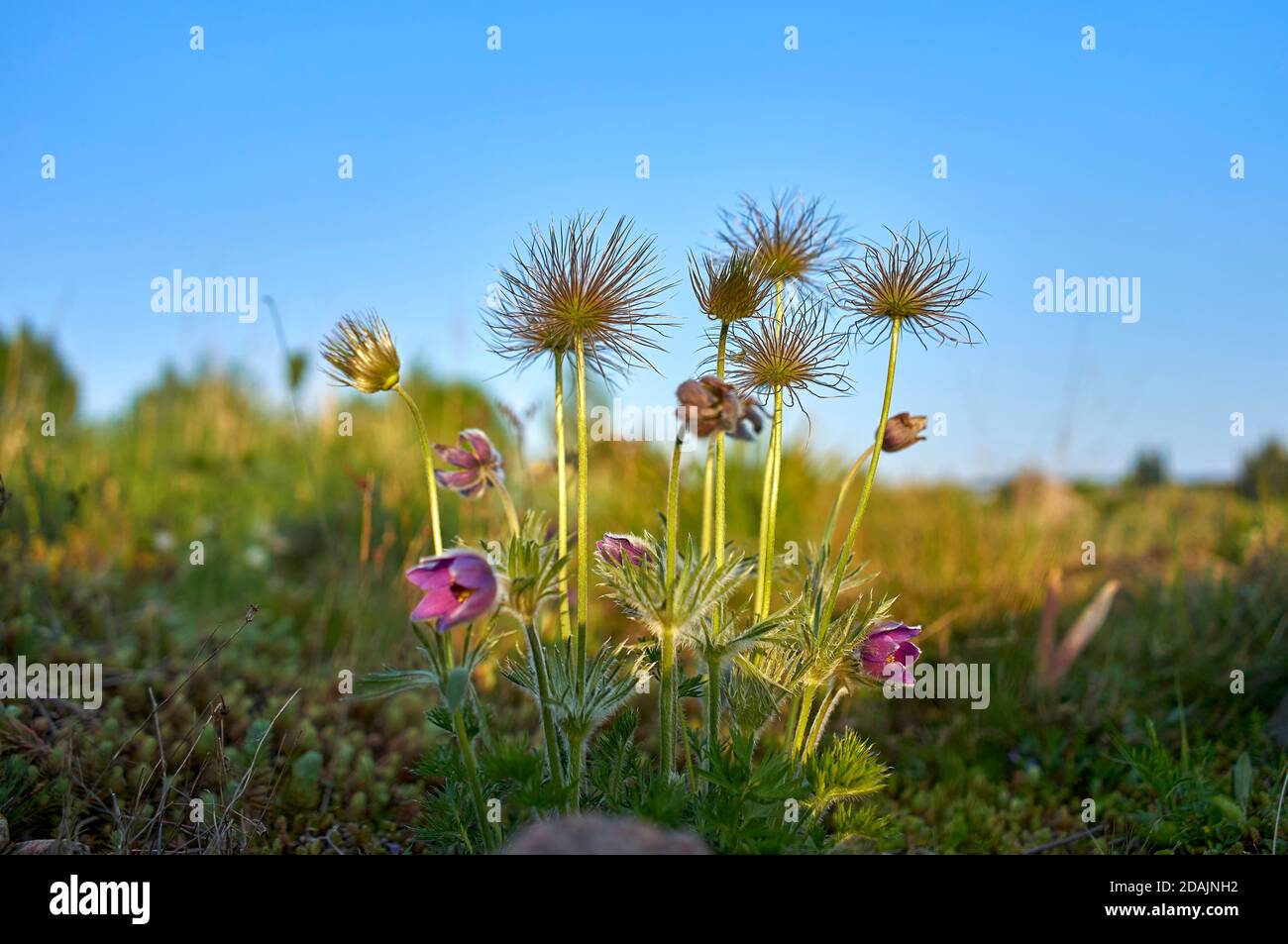 Inflorescences de la fleur de pasque contre le ciel bleu, Pulsatilla Mill Banque D'Images