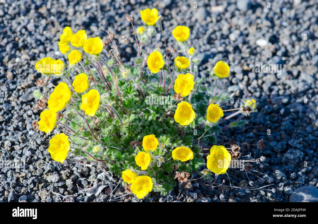 floraison potentilla Banque D'Images
