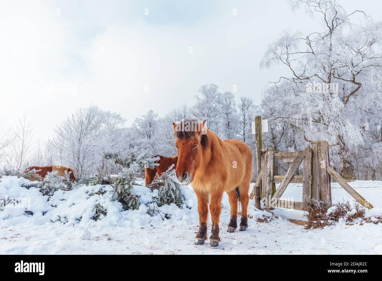 Scène d'hiver avec des chevaux Konik enneigés et bruns en néerlandais Parc national Veluwezoom à la Posbank Banque D'Images