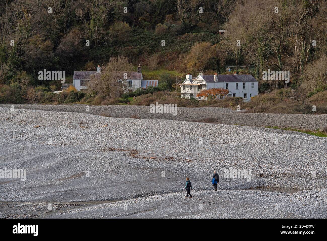 Gower Peninsula, Swansea, Royaume-Uni. 13 novembre 2020. Les gens qui se rendent à travers les galets à Pwll du Bay dans la péninsule de Gower près de Swansea aujourd'hui dans le soleil d'Autum. Credit: Phil Rees/Alamy Live News Banque D'Images