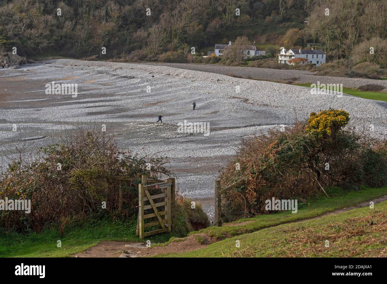 Gower Peninsula, Swansea, Royaume-Uni. 13 novembre 2020. Les gens qui se rendent à travers les galets à Pwll du Bay dans la péninsule de Gower près de Swansea aujourd'hui dans le soleil d'Autum. Credit: Phil Rees/Alamy Live News Banque D'Images