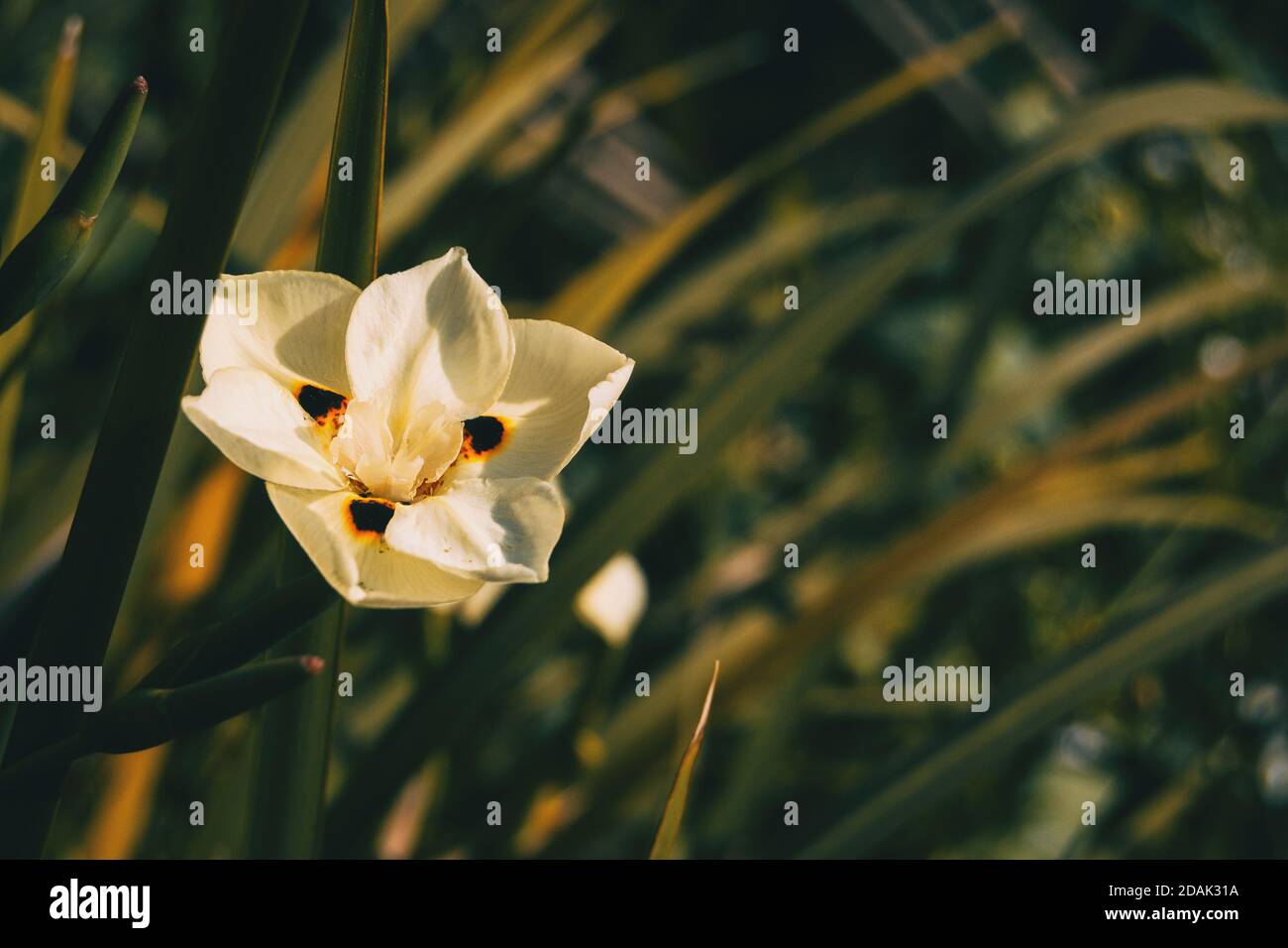 Gros plan d'une fleur blanche de dietes bicolor avec un arrière-plan non focalisé Banque D'Images