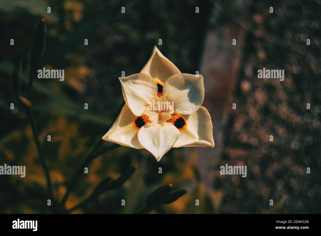 Détail du motif des pétales d'un blanc dietes fleur bicolore centrée sur l'image Banque D'Images