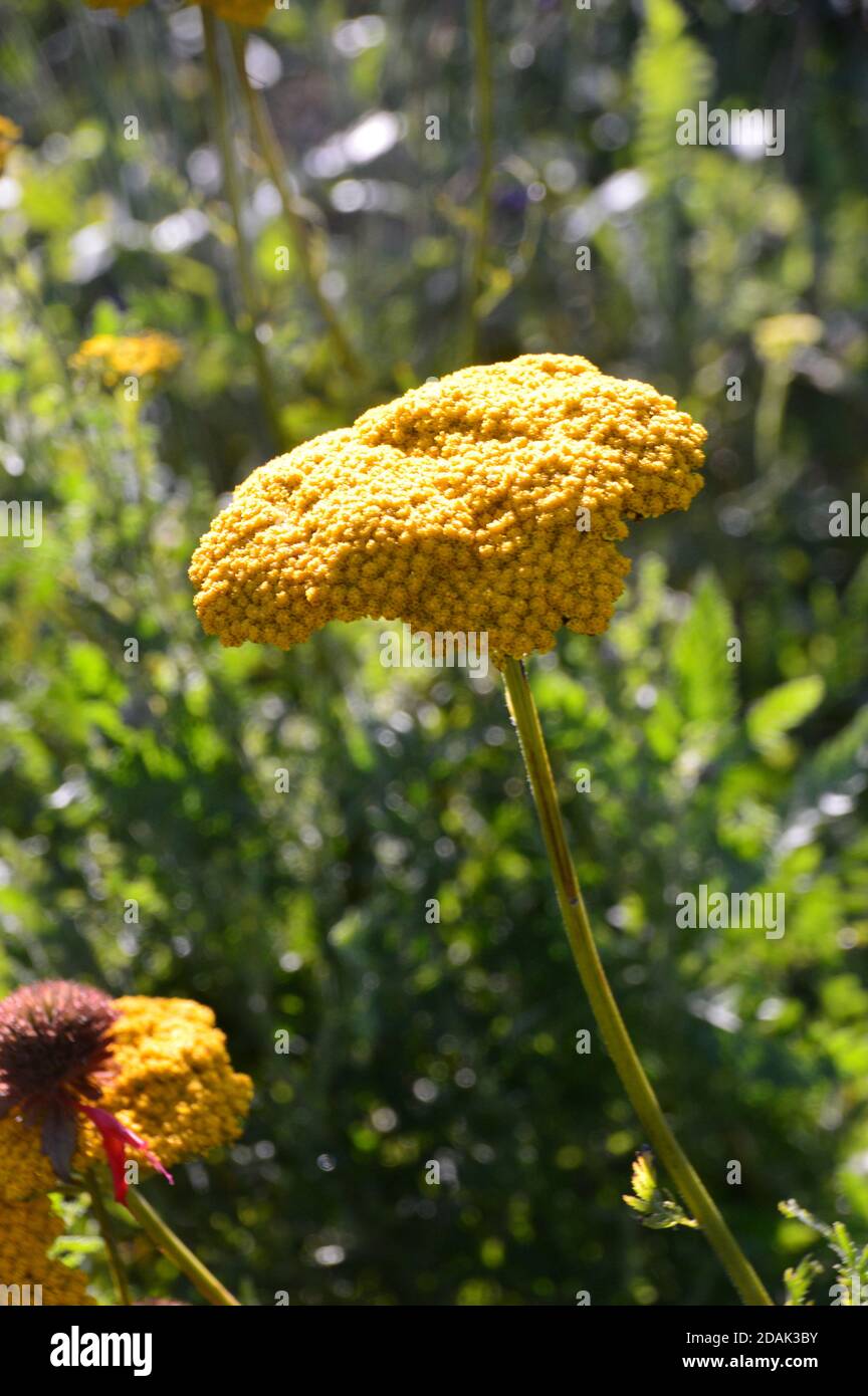 Jaune Achillea filipendulina 'Cloth of Gold' (Yarrow) Fleur cultivé dans une frontière à RHS Garden Harlow Carr, Harrogate, Yorkshire, Angleterre, Royaume-Uni. Banque D'Images