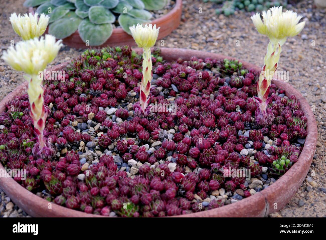 Jovibarba hirta Neilreichii (la barbe poilue de Jupiter) fleurs cultivées dans la Maison alpine à RHS Garden Harlow Carr, Harrogate, Yorkshire, Royaume-Uni. Banque D'Images