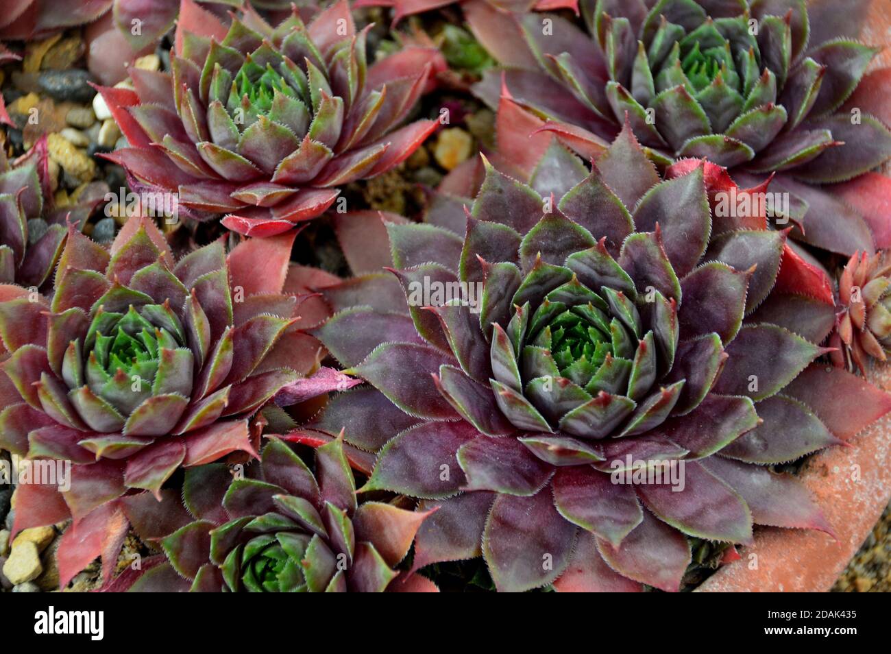 Houseleek Sempervivum 'Twilight Blue' plante cultivée dans la maison alpine à RHS Garden Harlow Carr, Harrogate, Yorkshire, Angleterre, Royaume-Uni. Banque D'Images