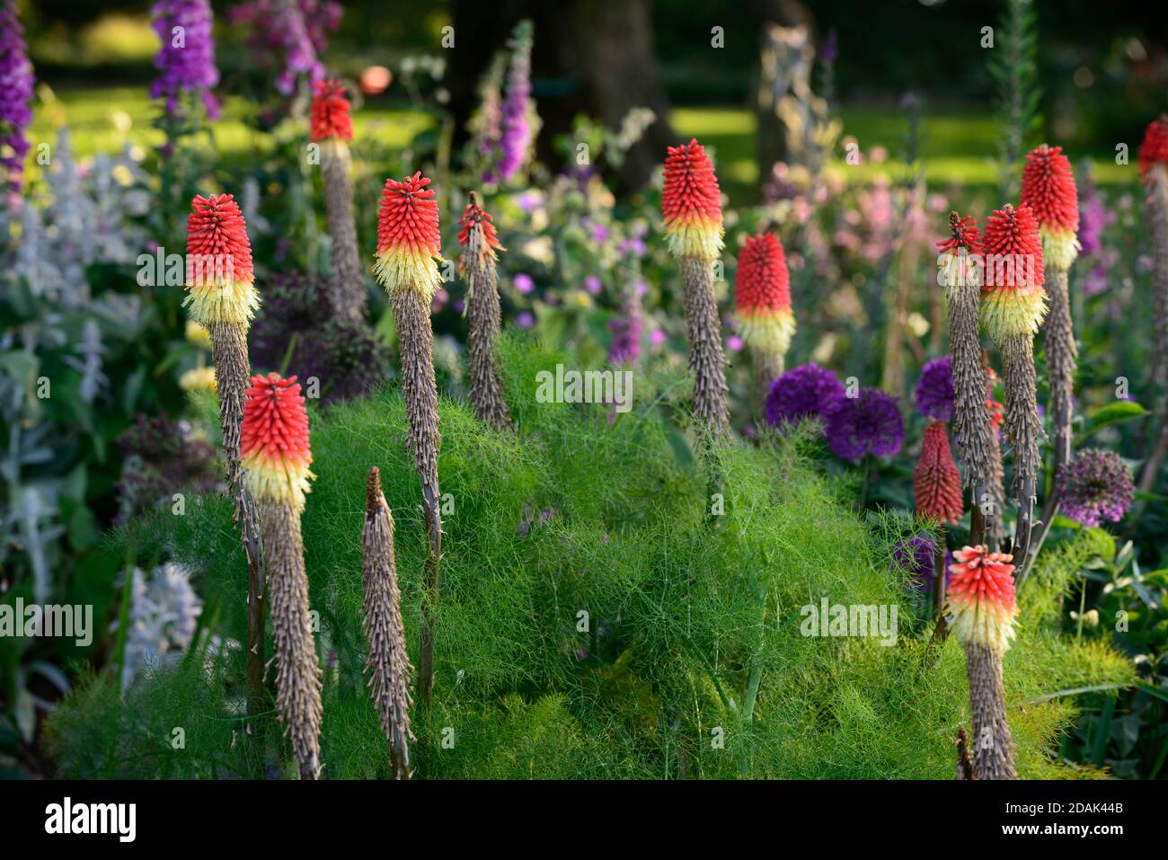 Kniphofia Uvaria,pokers chauds rouges,floraison précoce,allium pourpre sensation,alliums pourpres,mélange de plantation,jardin,jardins,RM Floral Banque D'Images