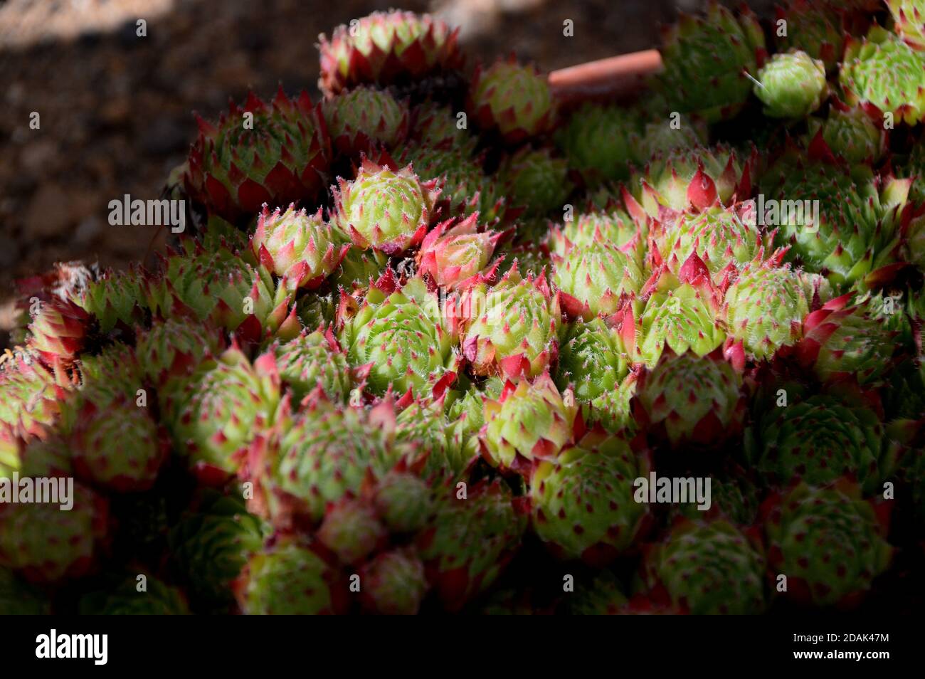 Houseleek Sempervivum plante « Green Dragon » cultivée dans la maison alpine à RHS Garden Harlow Carr, Harrogate, Yorkshire, Angleterre, Royaume-Uni. Banque D'Images