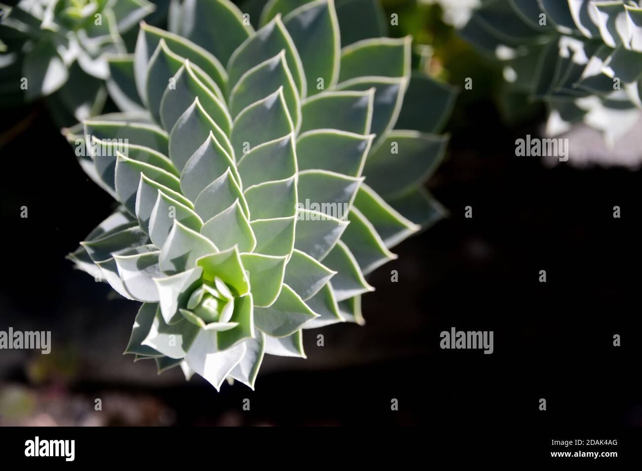 Euphorbia myrsinites (myrsinite de myrte) feuilles cultivées dans la Maison alpine à RHS Garden Harlow Carr, Harrogate, Yorkshire, Angleterre, Royaume-Uni. Banque D'Images