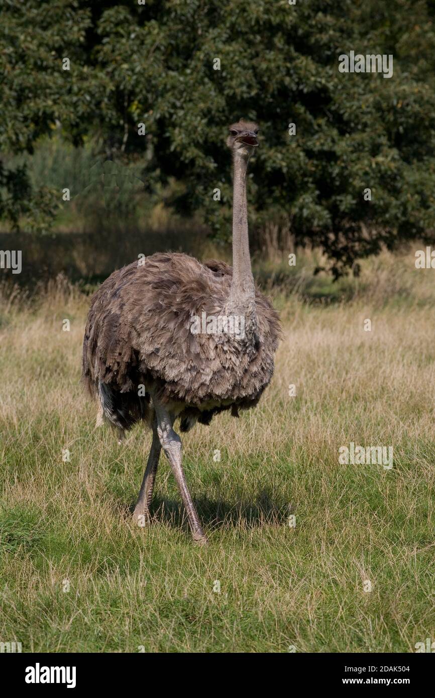 Autruche commune femelle dans le champ avec arbre au-delà à Cotswold parc animalier Banque D'Images