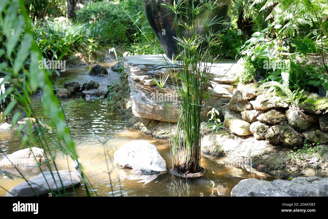 le papyrus laisse des plantes pousser dans l'étang dans le parc de jardin Banque D'Images