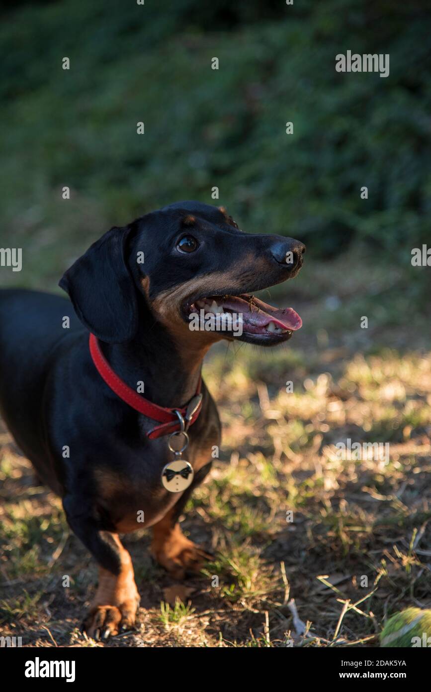 Un joyeux bringle et un Dachshund noir avec collier rouge et Étiquette Bow Tie debout sur l'herbe Banque D'Images
