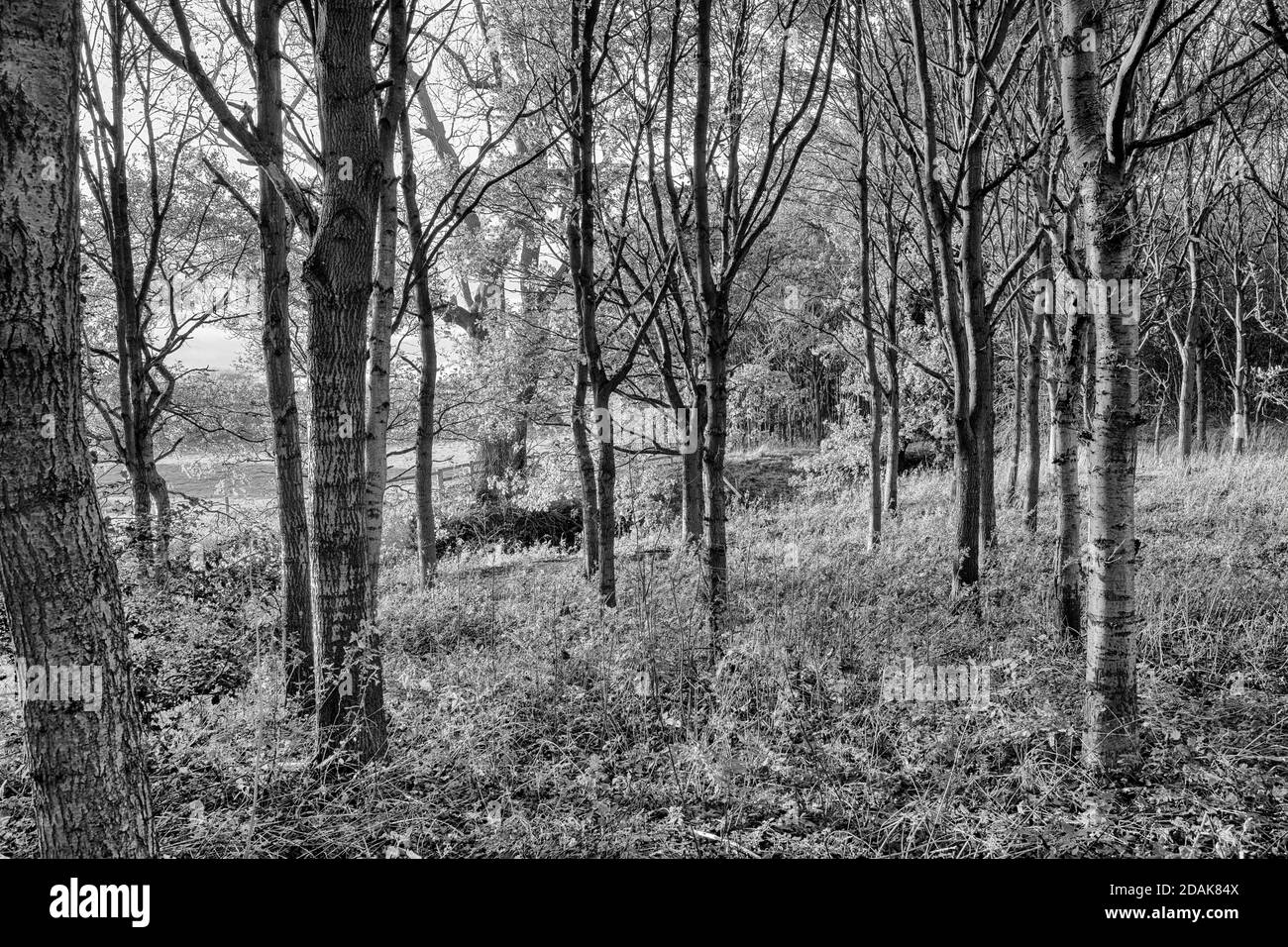 The Sylvan 'short-cut', Holme Green, Appleton Roebuck, North Yorkshire, Royaume-Uni Banque D'Images