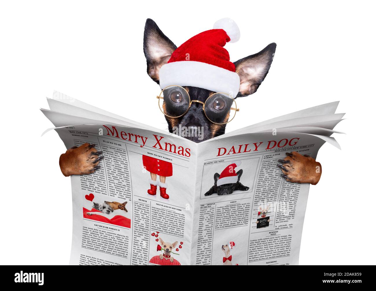 christmas prague ratter , prager hotler le chien du père noël lisant un journal ou un magazine, isolé sur fond blanc, comme une surprise Banque D'Images