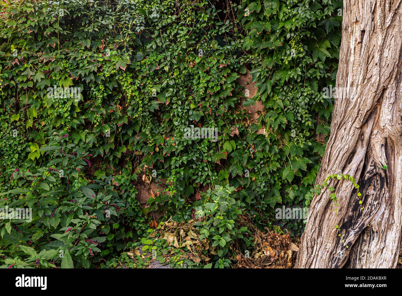 Parthenocissus quinquefolia couvre un mur. Idéal pour les arrière-plans et les ressources graphiques Banque D'Images