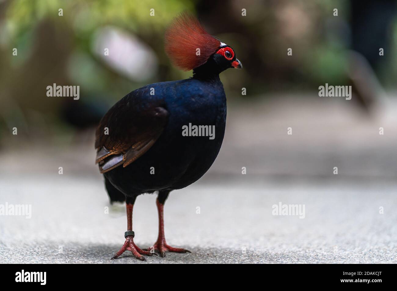 Gros plan de la crête de bois avec un foyer sélectionné, arrière-plan flou. Perdrix en bois à couronne rouge Banque D'Images Gros plan de la crête de bois avec un foyer sélectionné, arrière-plan flou. Perdrix en bois à couronne rouge Banque D'Images