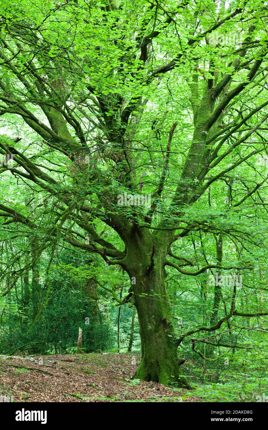 Vieux hêtre dans la forêt de Saint Sauveur le Vicomte Cotentin Péninsule normande. Banque D'Images