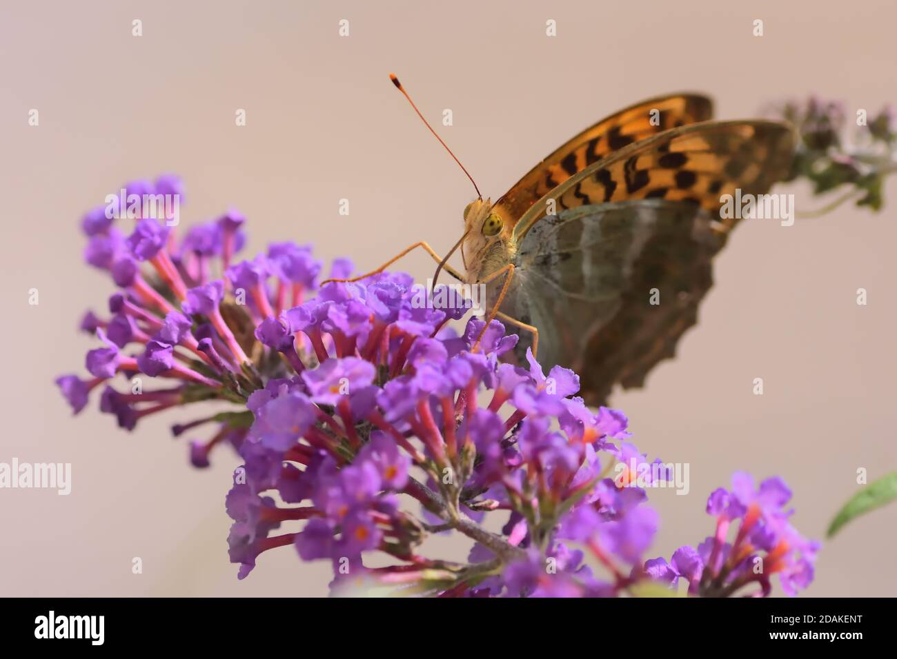 Isolé beau spécimen de fritillaire lavé à l'argent (Argynnis paphia) tout en aspirant le nectar sur les fleurs de Buddleja davidi sur fond naturel. Banque D'Images