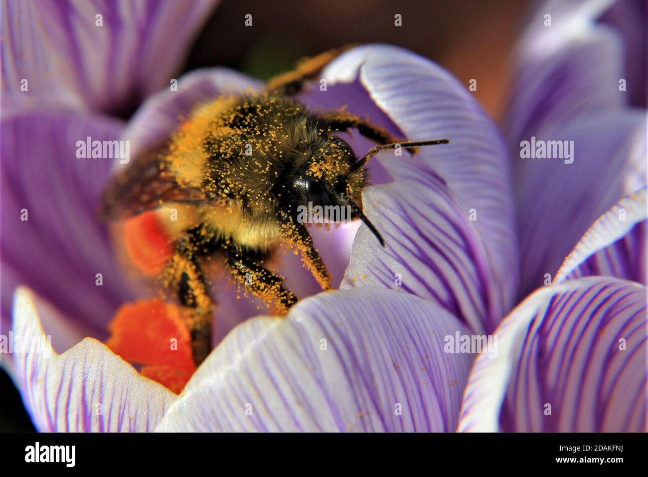 Bumble Bee sur Crocus Banque D'Images