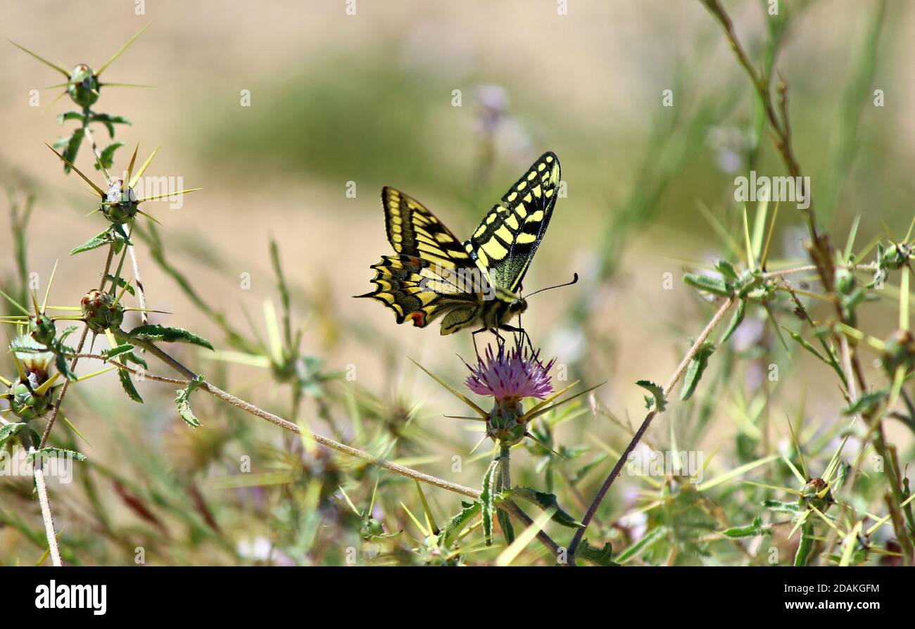 Papillon machaon Papilio au soleil sur le Ground at of Negev, The Old World Swallowtail représente les fleurs Banque D'Images