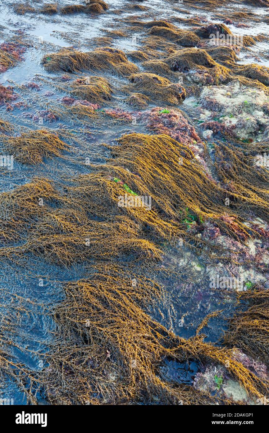 Algues - tapis d'algues fraîches à marée basse devant la Pointe du hoc en  Normandie., France Photo Stock - Alamy