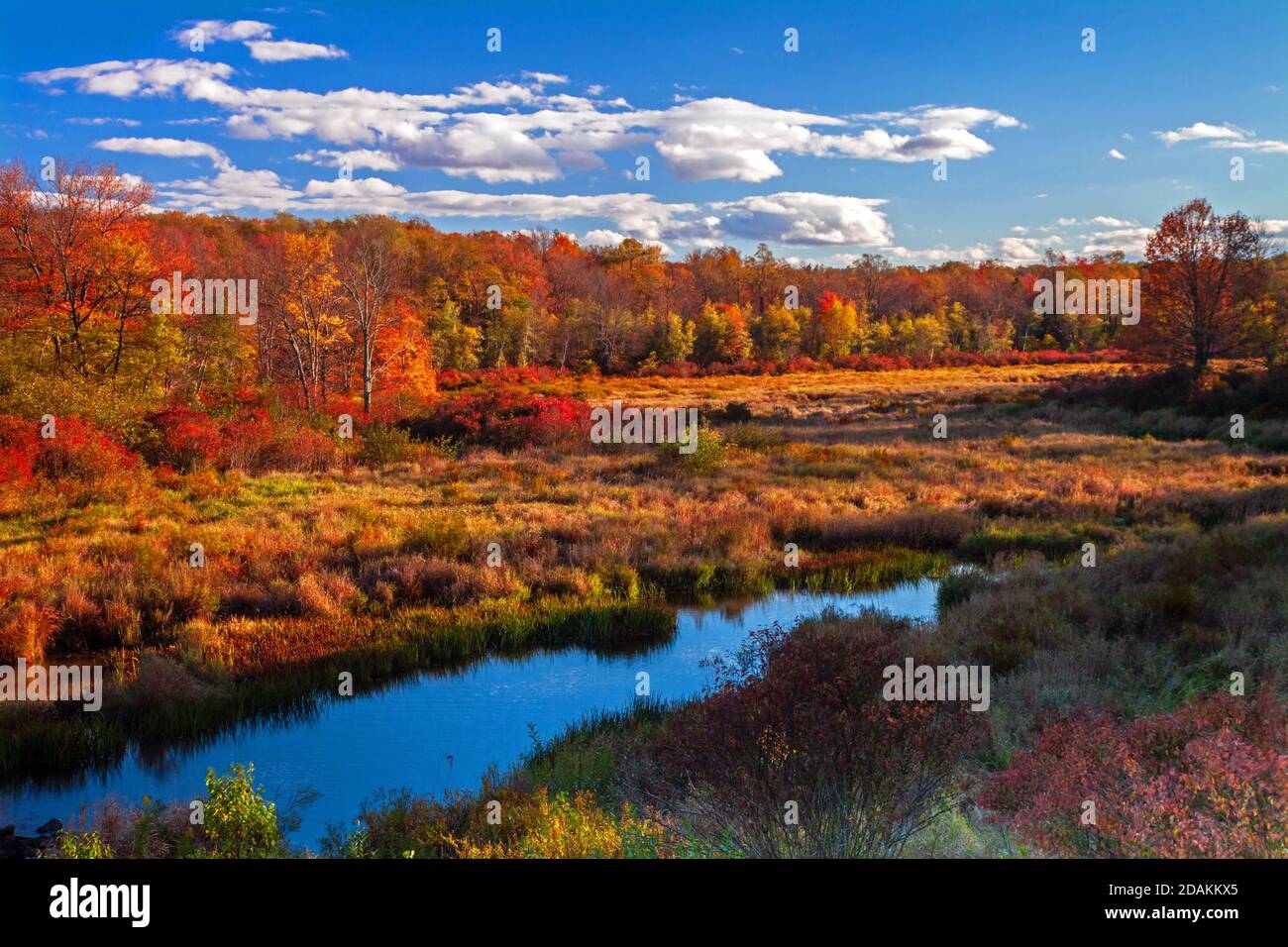 Une zone humide se trouve le long de Trout Creek, dans les montagnes Pociono de Pennsylvanie. Banque D'Images