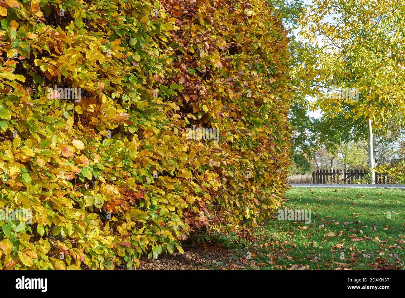 Haie de charme en automne (Carpinus betulus) Banque D'Images