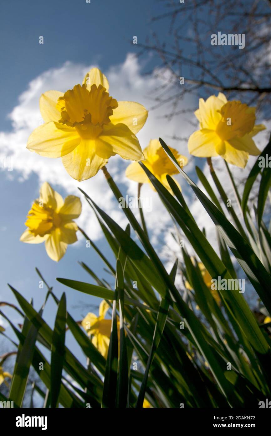 jonquilles cultivées ou sauvages à faible angle contre le ciel bleu profond Banque D'Images