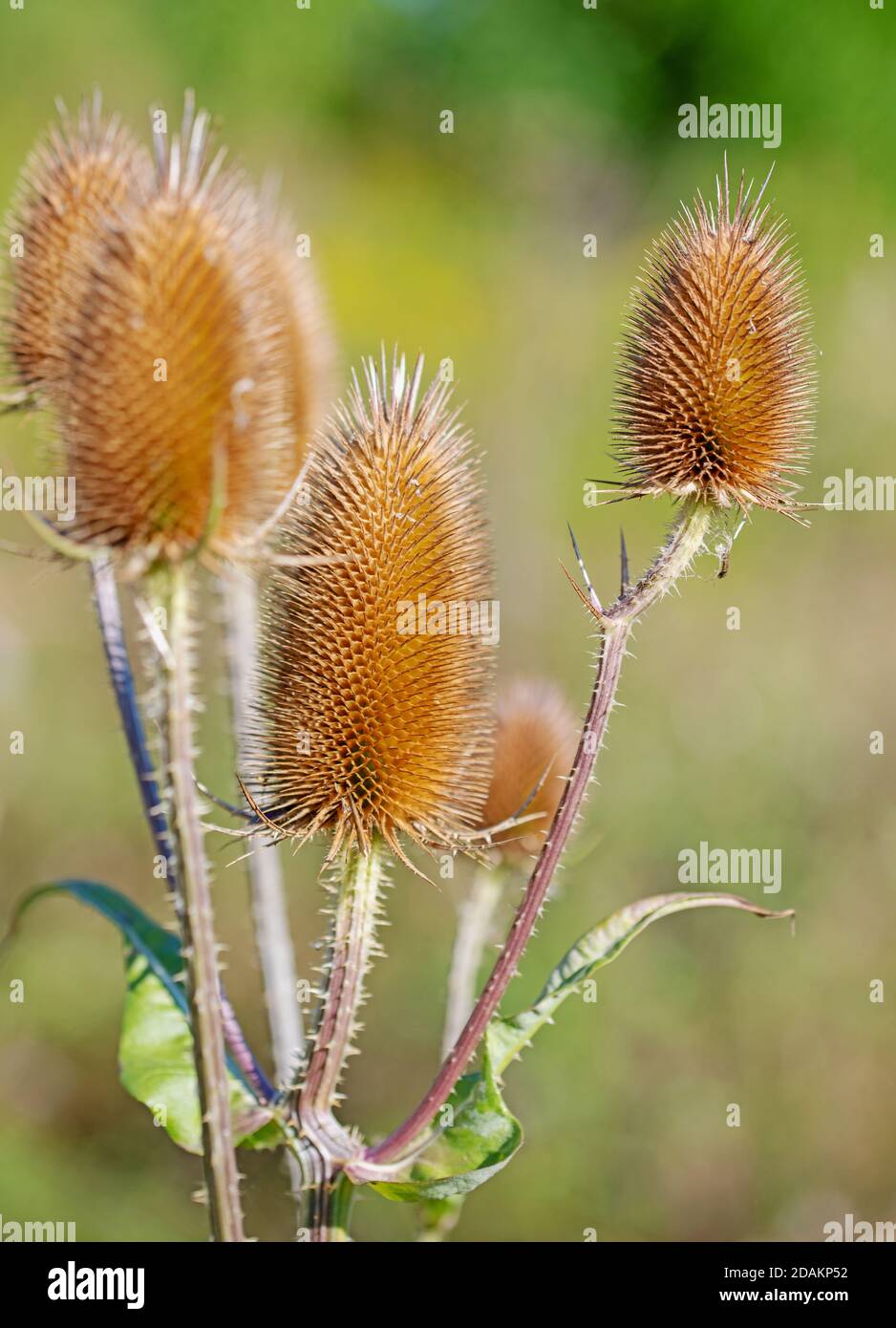 Cuillère à café sauvage, Dipsacus fullonum, gros plan Banque D'Images