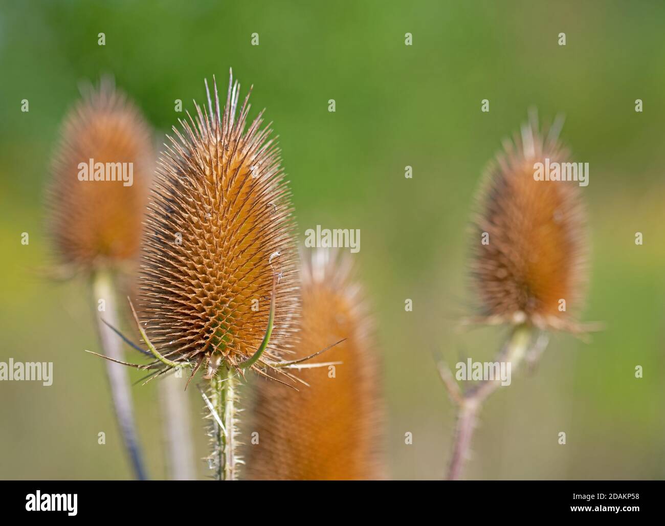 Cuillère à café sauvage, Dipsacus fullonum, gros plan Banque D'Images