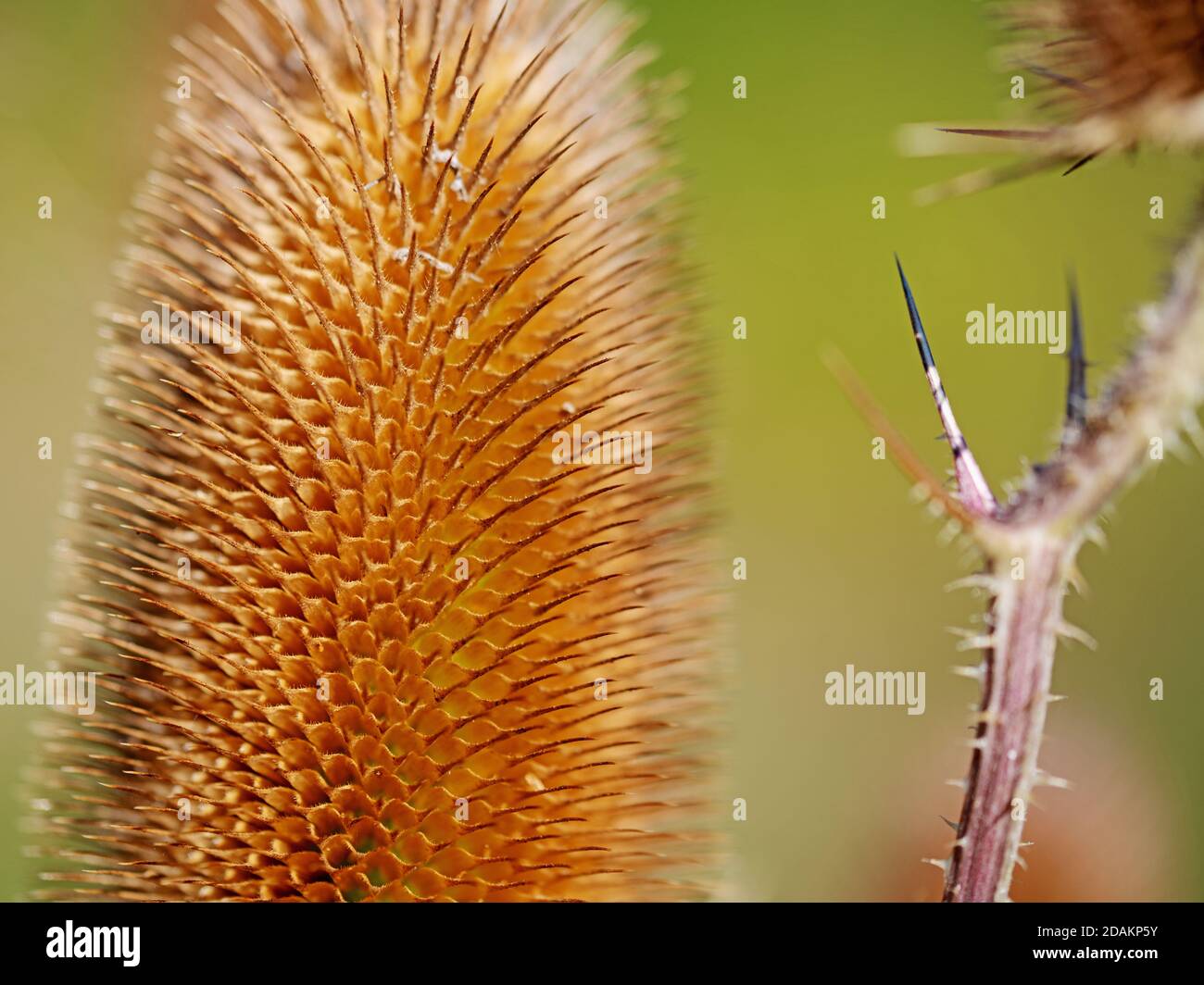 Cuillère à café sauvage, Dipsacus fullonum, gros plan Banque D'Images