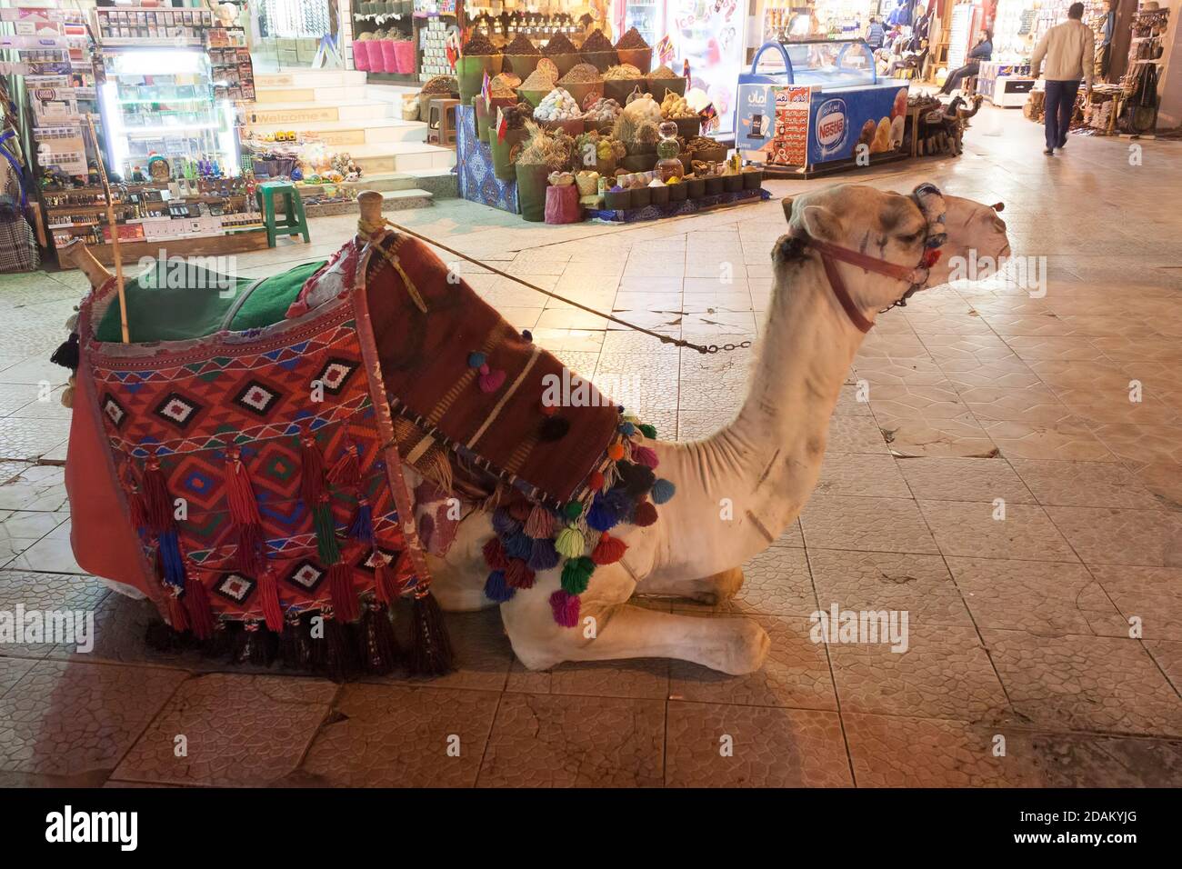 CHARM EL SHEIKH, EGYPTE - FÉVRIER 2018 : chameau dans le vieux marché Charm El Sheikh. Équitation à dos de chameau - attire encore beaucoup de touristes Banque D'Images