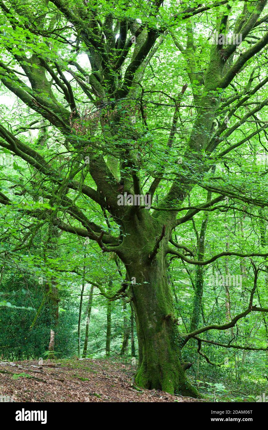 Vieux arbre dans la forêt pendant l'été. Péninsule du Cotentin Normandie France Banque D'Images