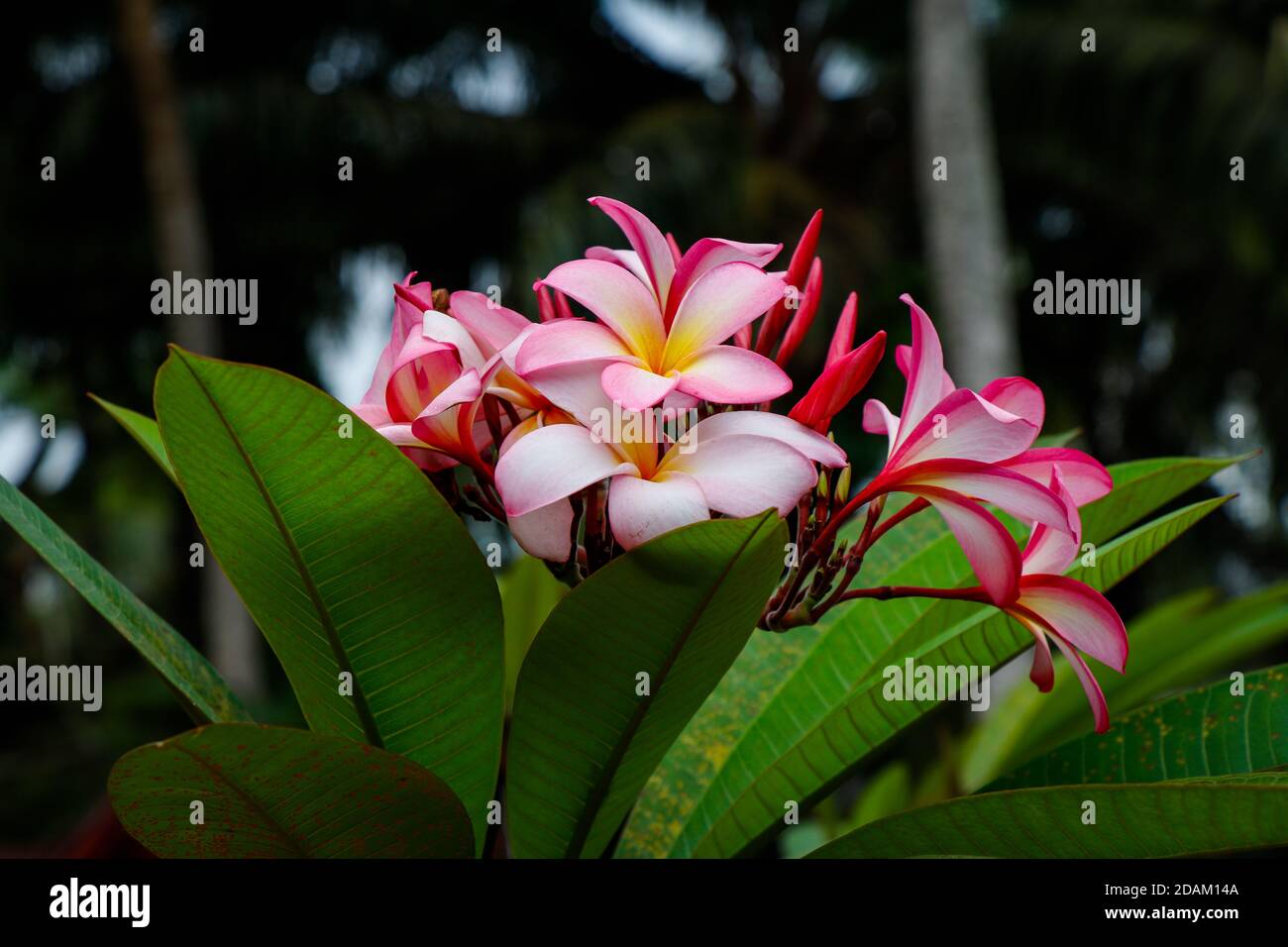 Puissance florale, Assinie, Côte d'Ivoire Banque D'Images