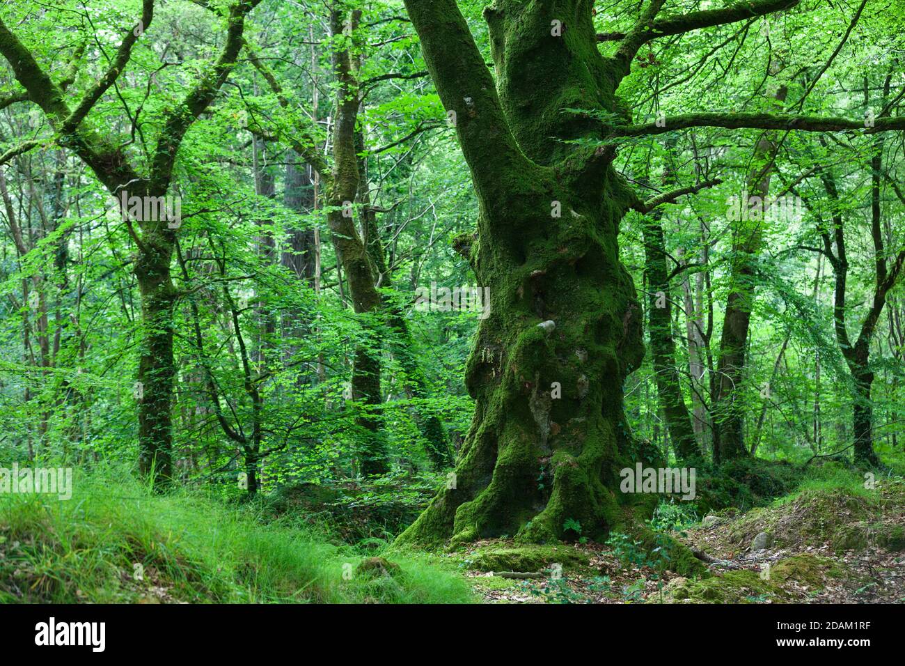 Hêtre dans la forêt pendant l'été. Péninsule du Cotentin Normandie France. Banque D'Images