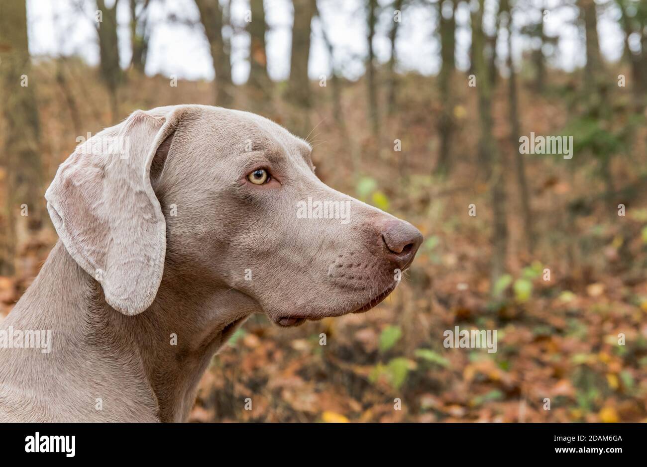 Weimaraner chien hot sale