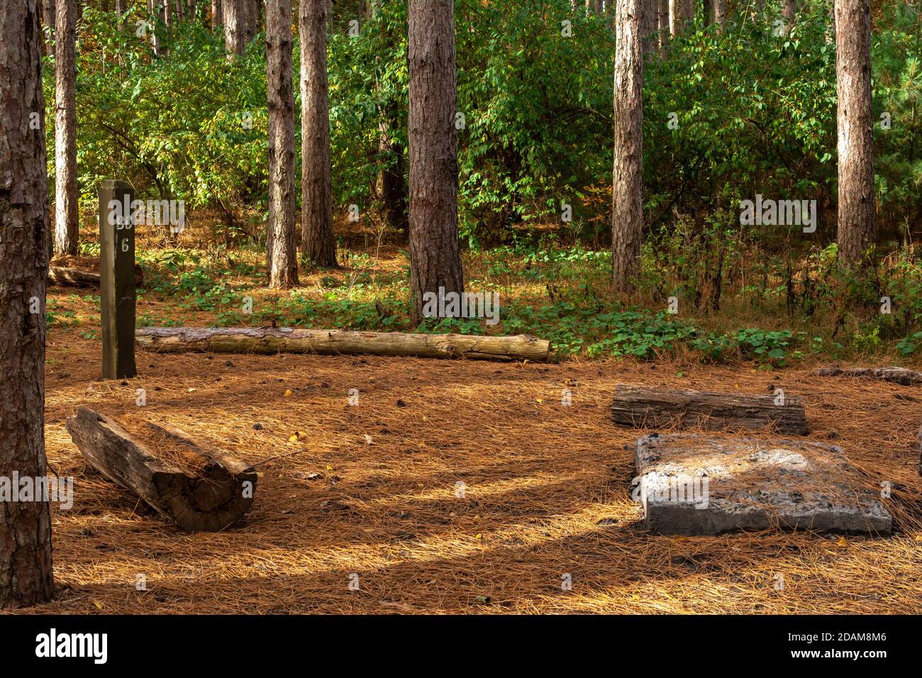 Campement dispersé à la forêt d'État de Sand Ridge, comté de Mason, Illinois Banque D'Images