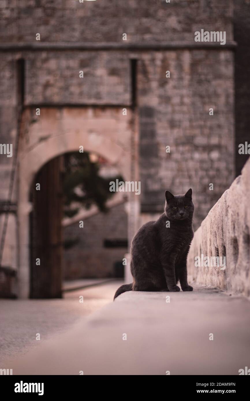 Plan vertical d'un chat gris debout sur un mur de pierre, regardant à travers la barrière de clôture. Entrée aux murs de la ville en arrière-plan Banque D'Images