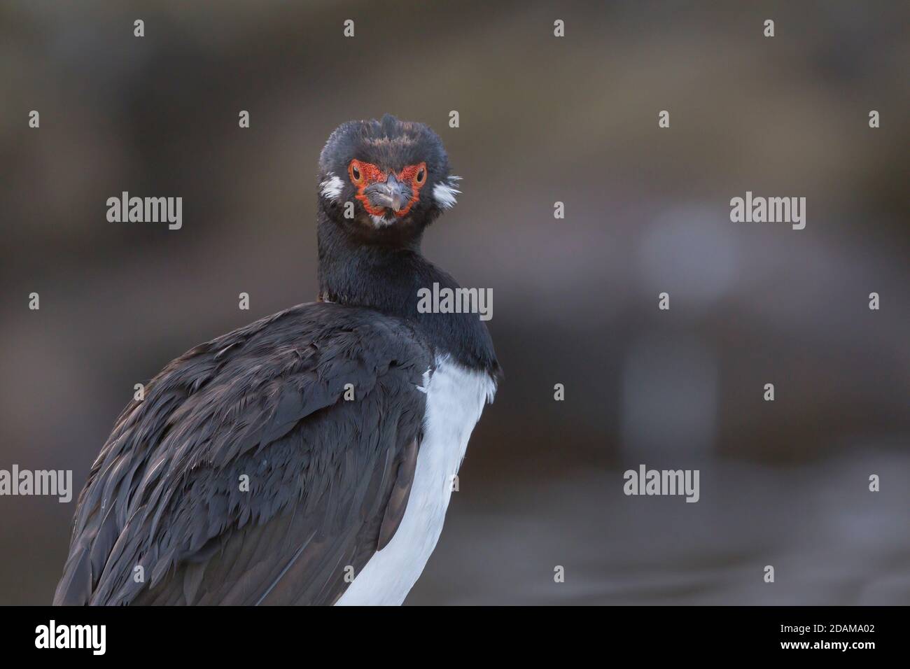 Cormoran de roche, île de carcasse, Falkland, janvier 2018 Banque D'Images