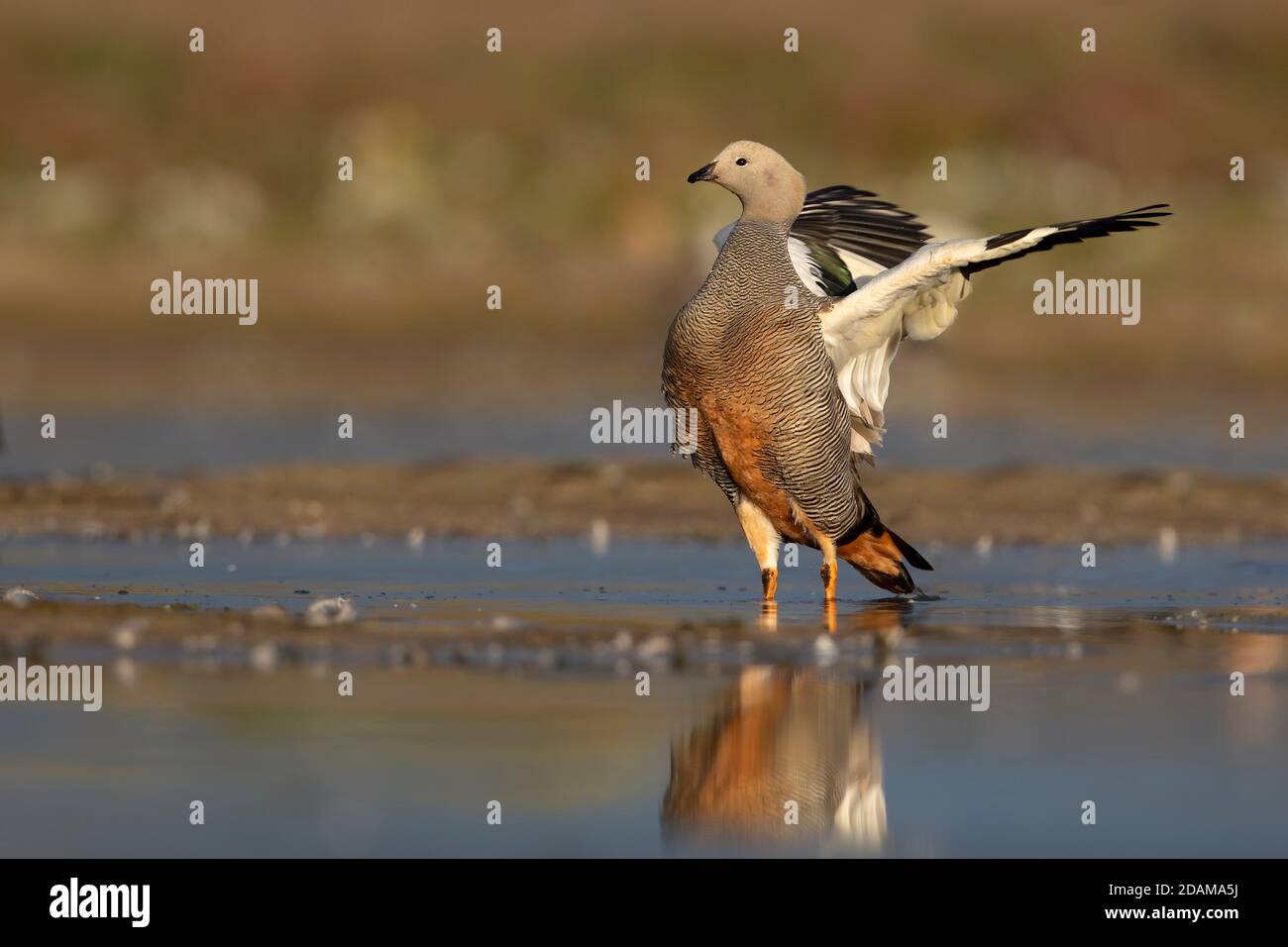 Bernache à tête de Ruddy, île de carcasse, Falkland, janvier 2018 Banque D'Images