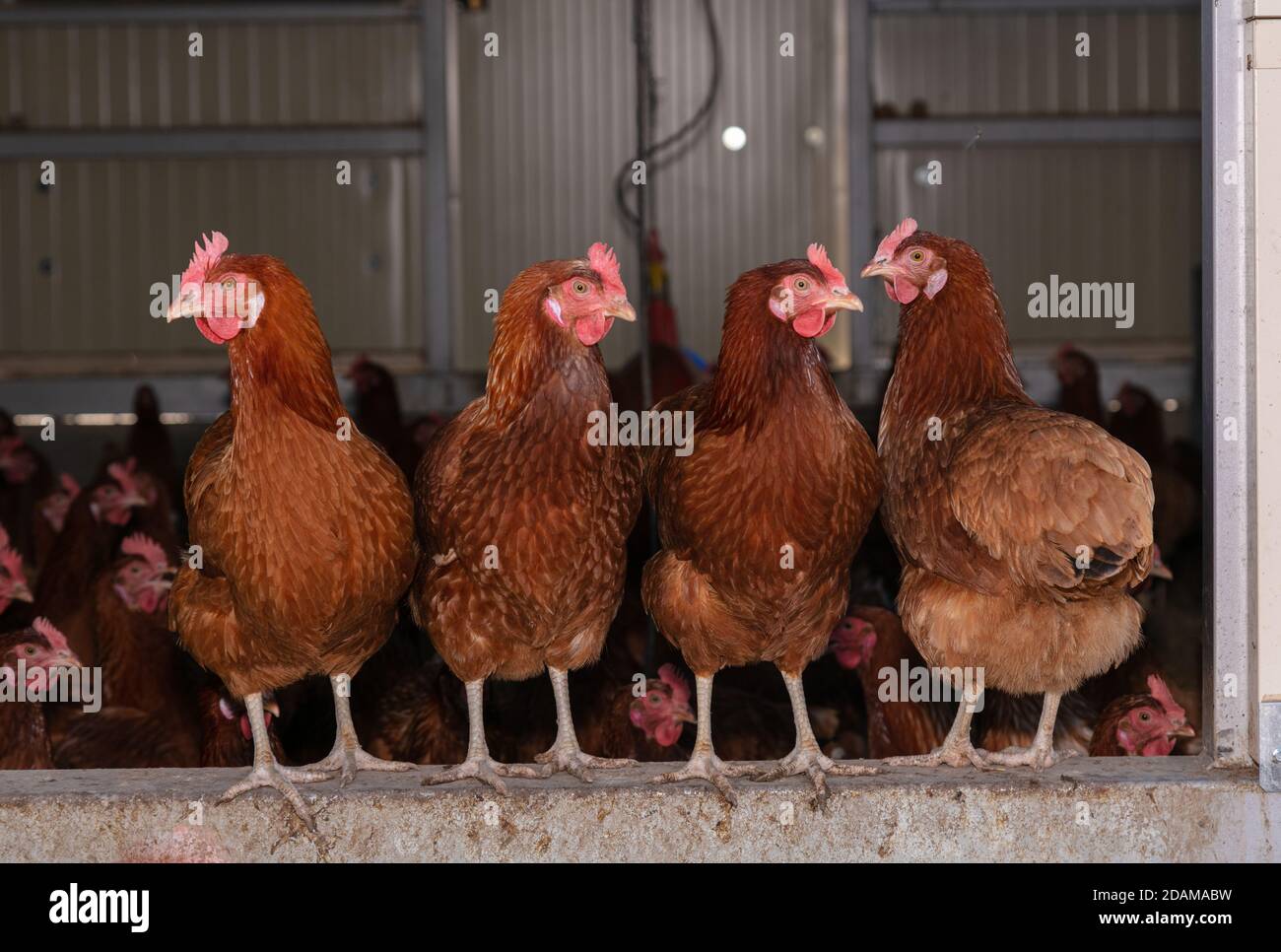 Plusieurs poules pondeuses regardant de leur poulailler Banque D'Images