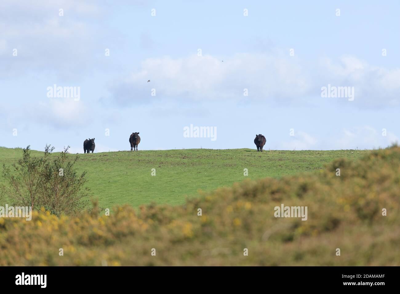 Le bétail noir foncé se démarque contre le ciel bleu vif lors d'un jour d'été ensoleillé. La mise au point sélective estompe le premier plan surcultivé et met en évidence les vaches Banque D'Images
