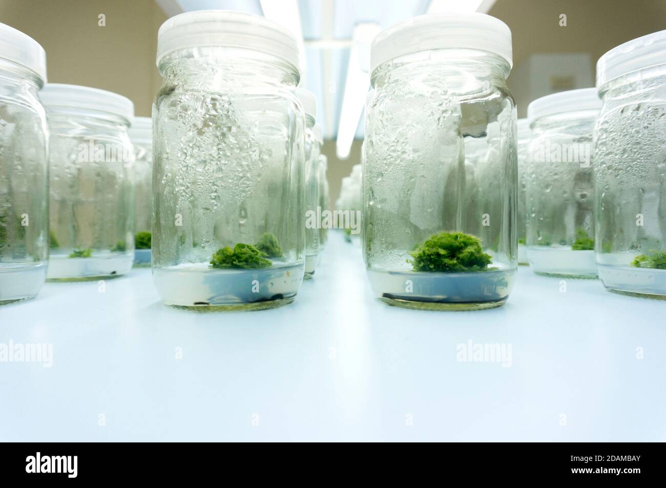Cultures de tissus végétaux en laboratoire. Banque D'Images