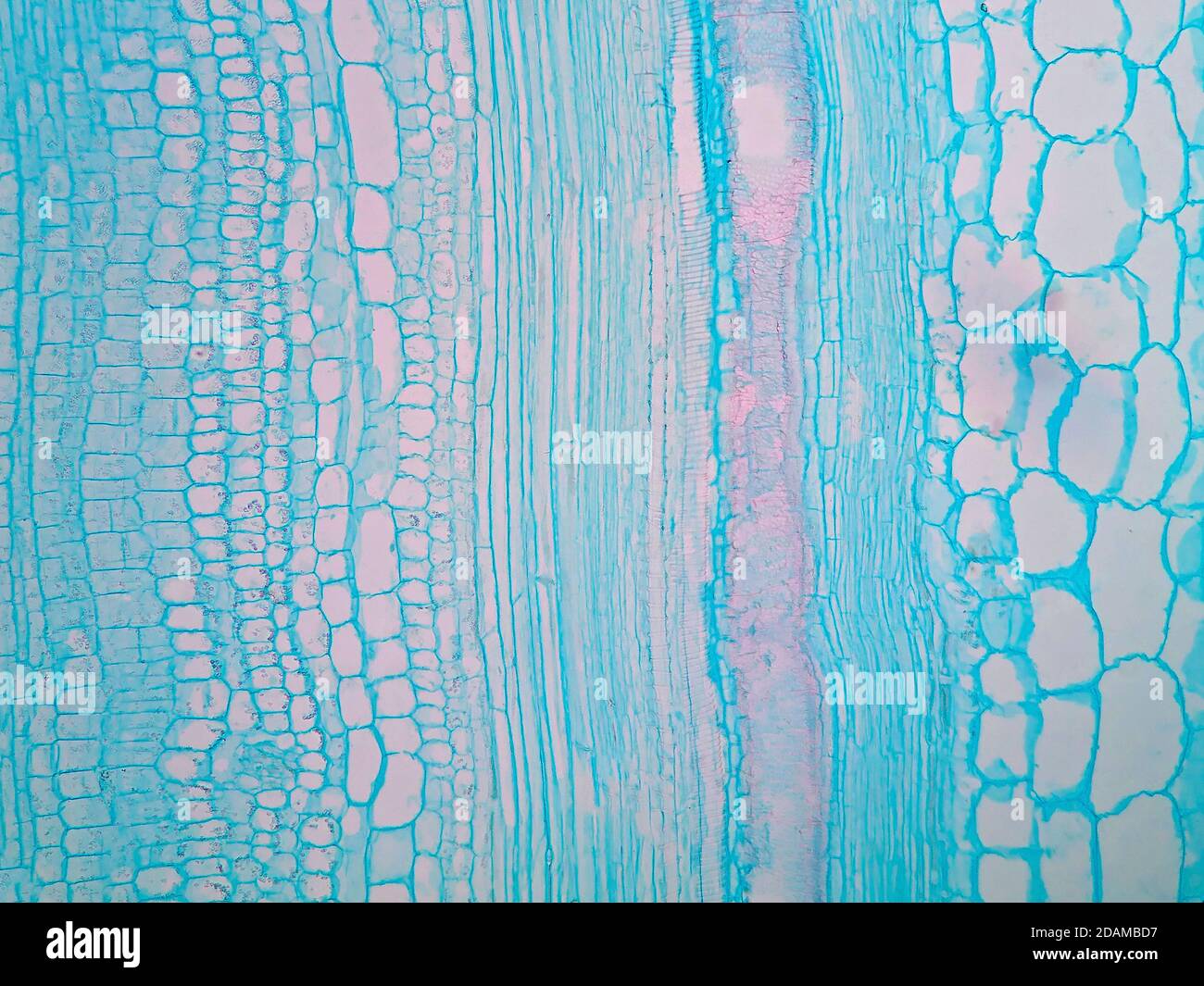 Tige de plante, micrographe léger. Banque D'Images